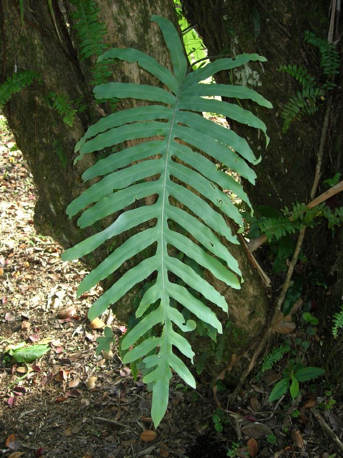 Polypodiaceae Phlebodium pseudoaureum