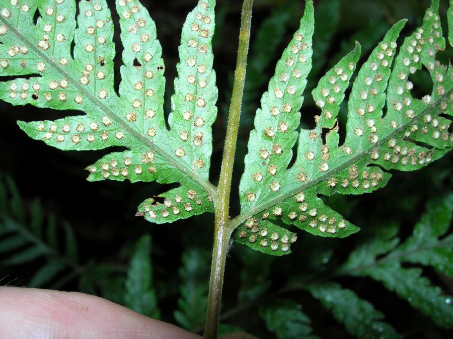 Tectariaceae Tectaria acutiloba