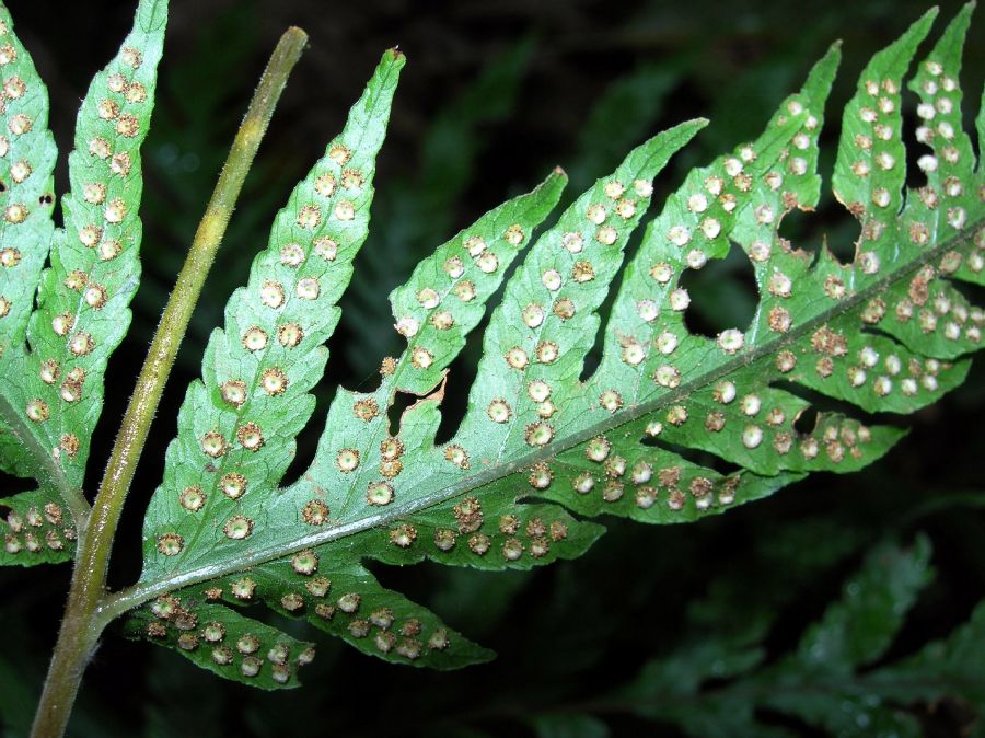 Tectariaceae Tectaria acutiloba