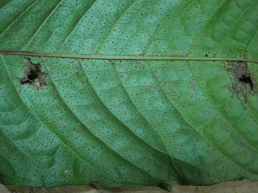 Tectariaceae Draconopteris draconoptera