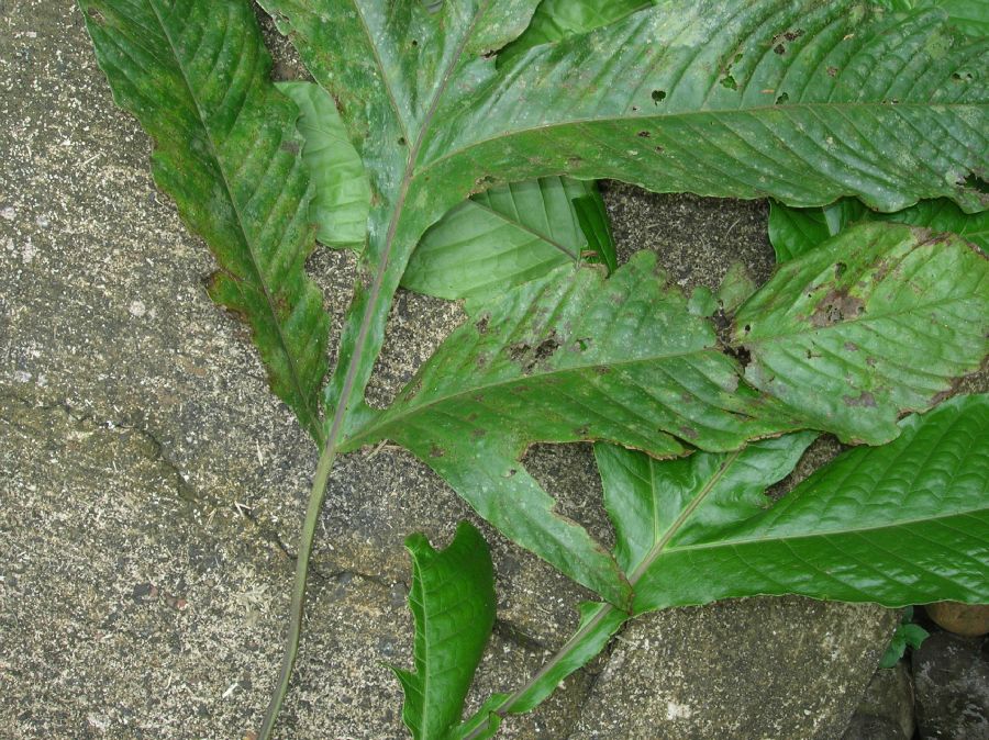 Tectariaceae Draconopteris draconoptera