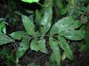 image of Goniopteris mollis