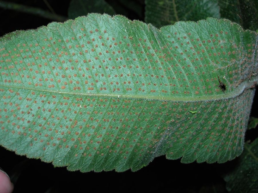 Thelypteridaceae Goniopteris mollis