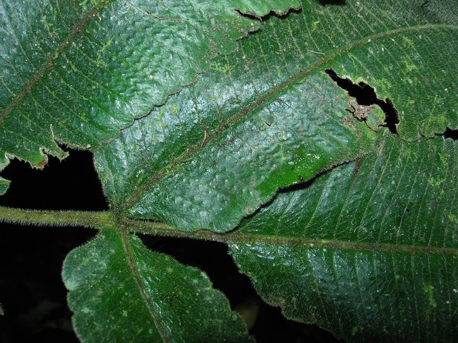 Thelypteridaceae Goniopteris mollis
