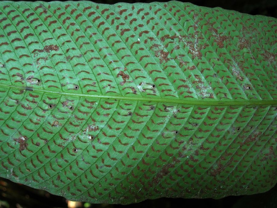 Thelypteridaceae Meniscium lingulatum