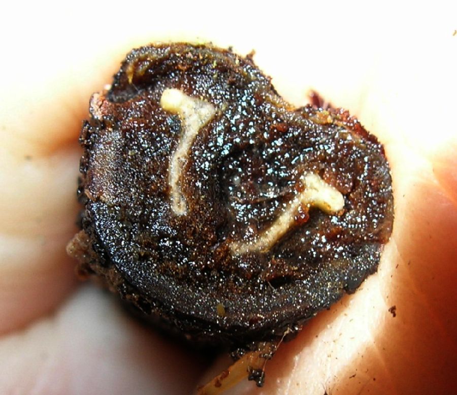 Thelypteridaceae Meniscium lingulatum
