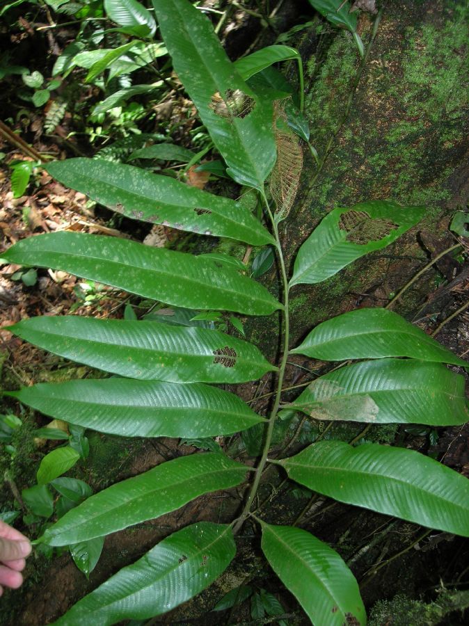 Thelypteridaceae Meniscium lingulatum
