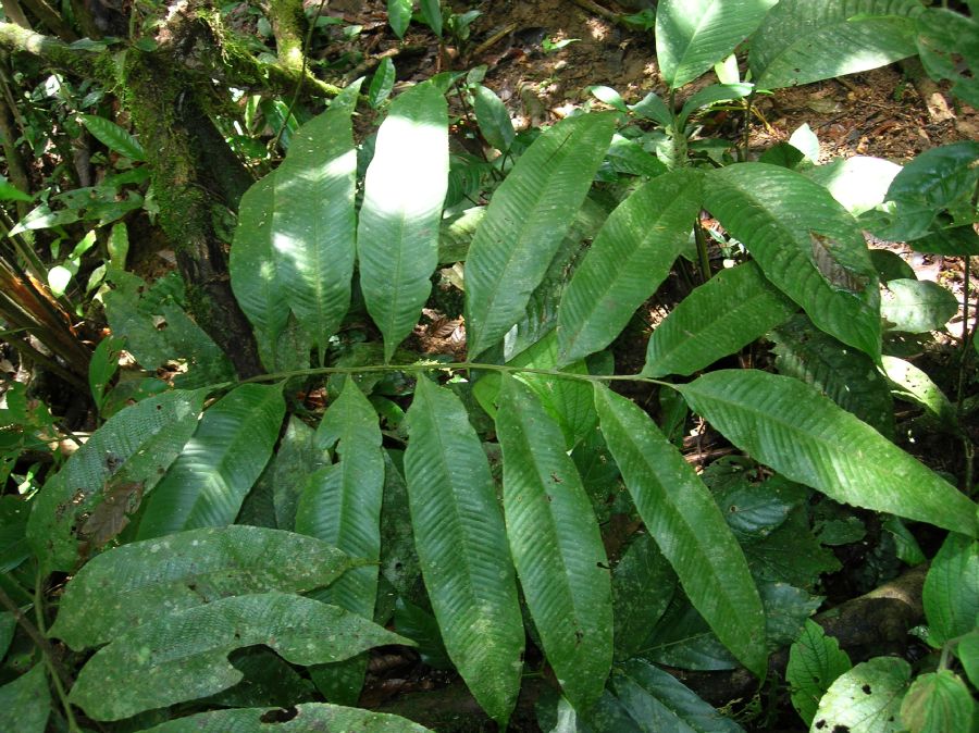 Thelypteridaceae Meniscium lingulatum