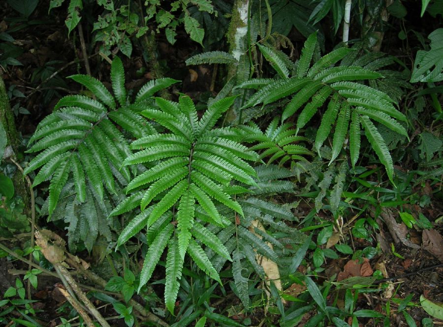 Thelypteridaceae Goniopteris nicaraguensis