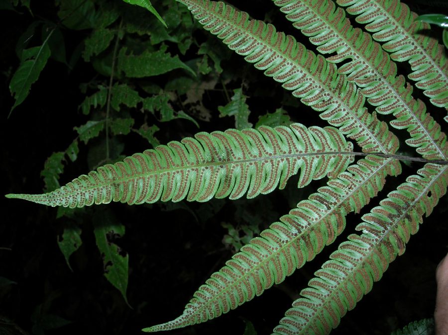 Thelypteridaceae Goniopteris nicaraguensis