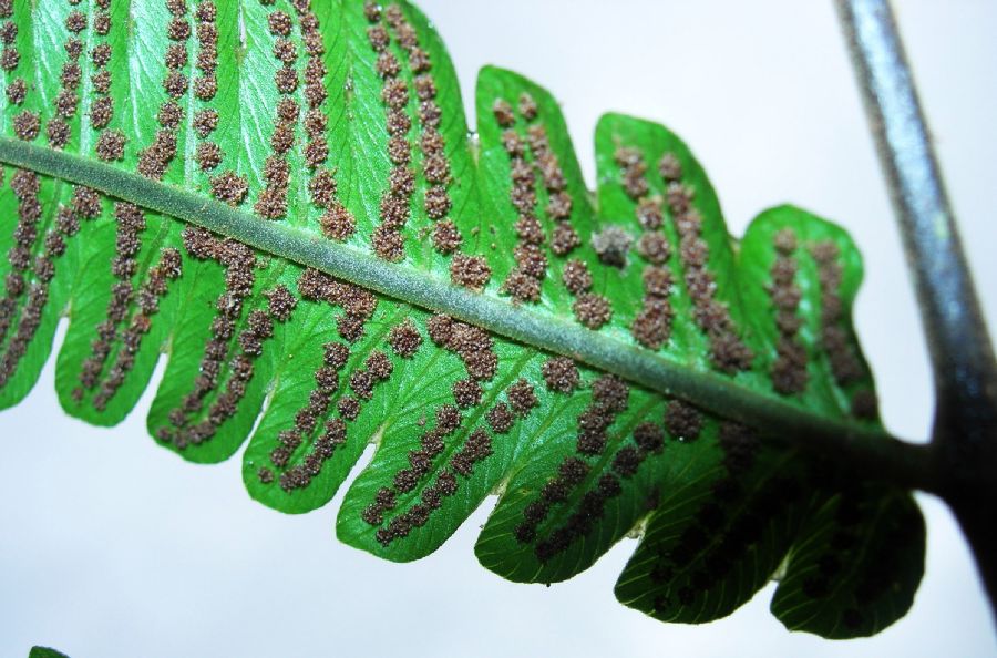Thelypteridaceae Goniopteris nicaraguensis