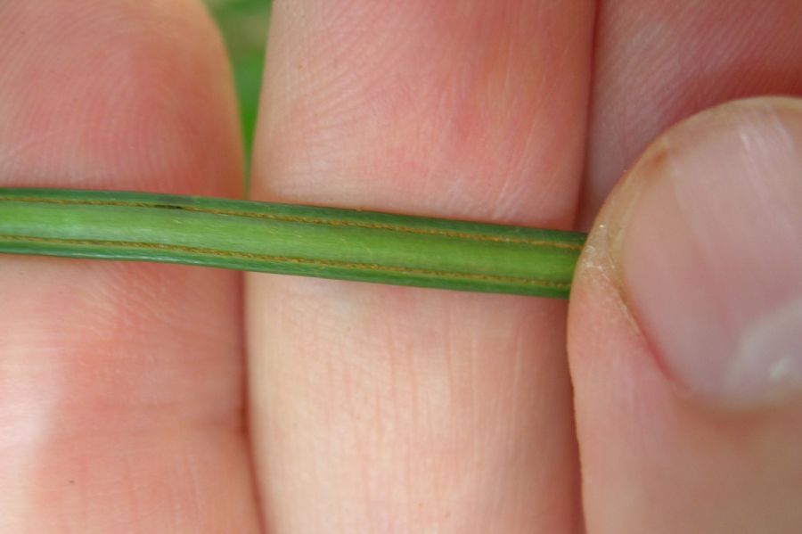 Pteridaceae Vittaria lineata