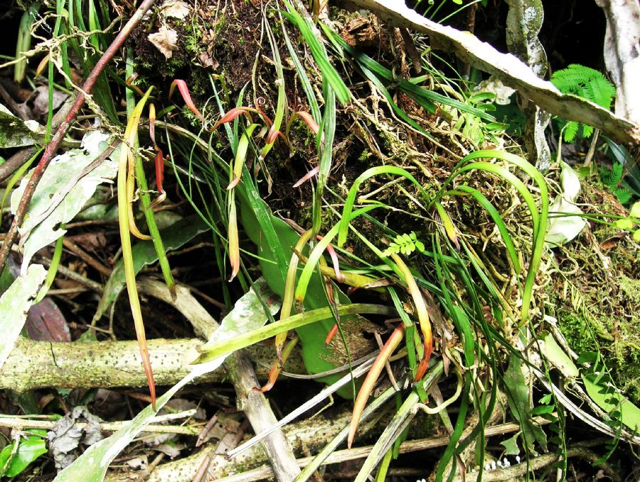 Pteridaceae Radiovittaria stipitata