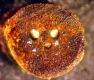 image of Oleandra articulata