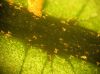 image of Oleandra articulata