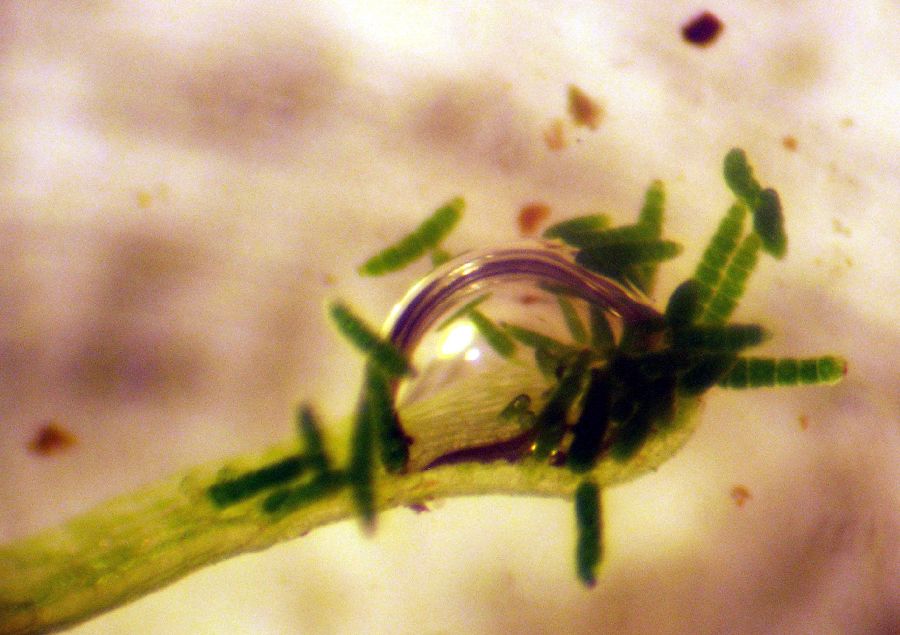 Pteridaceae Polytaenium feei