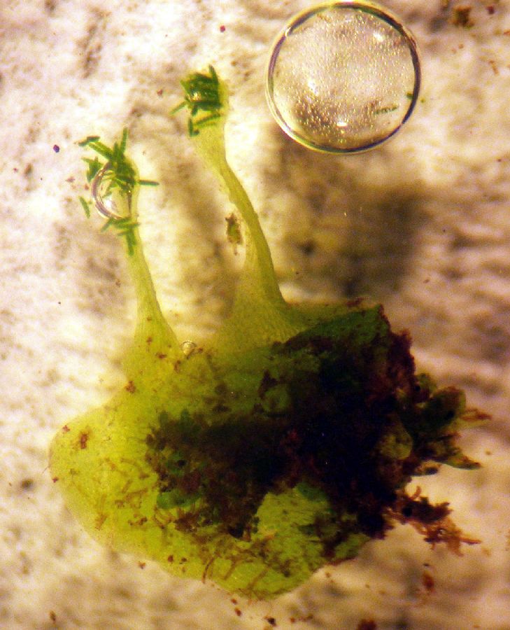 Pteridaceae Polytaenium feei