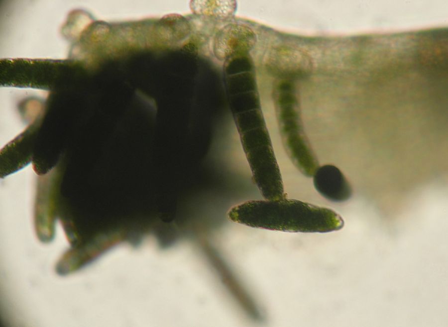 Pteridaceae Polytaenium feei