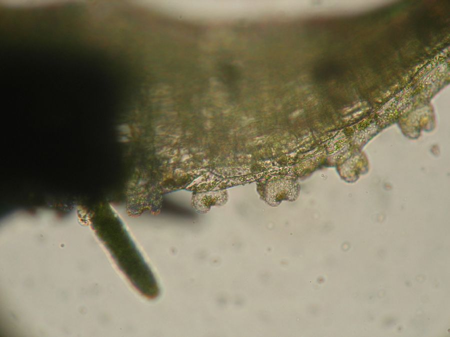 Pteridaceae Polytaenium feei