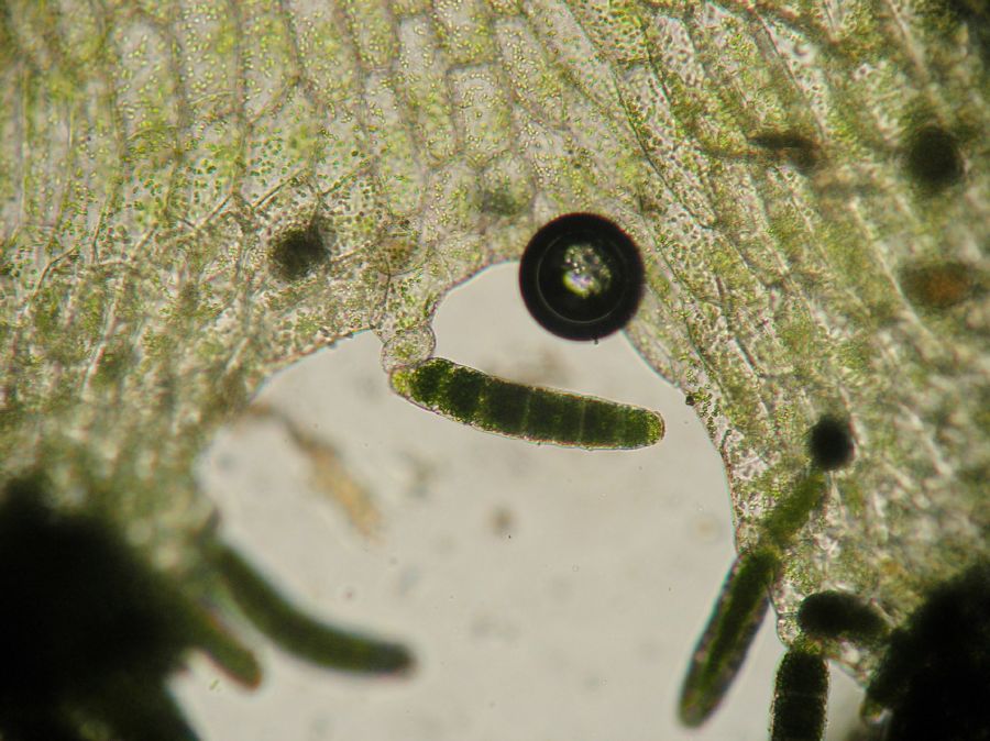 Pteridaceae Polytaenium feei