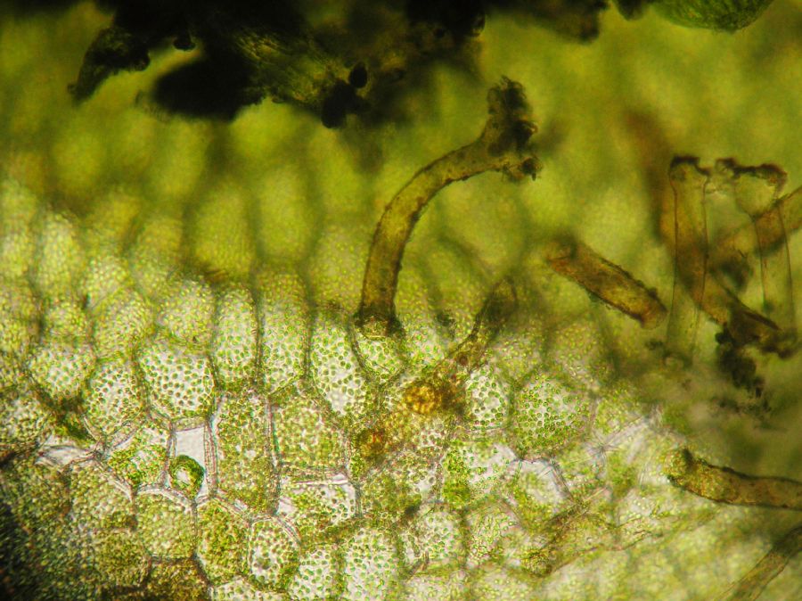Pteridaceae Polytaenium feei