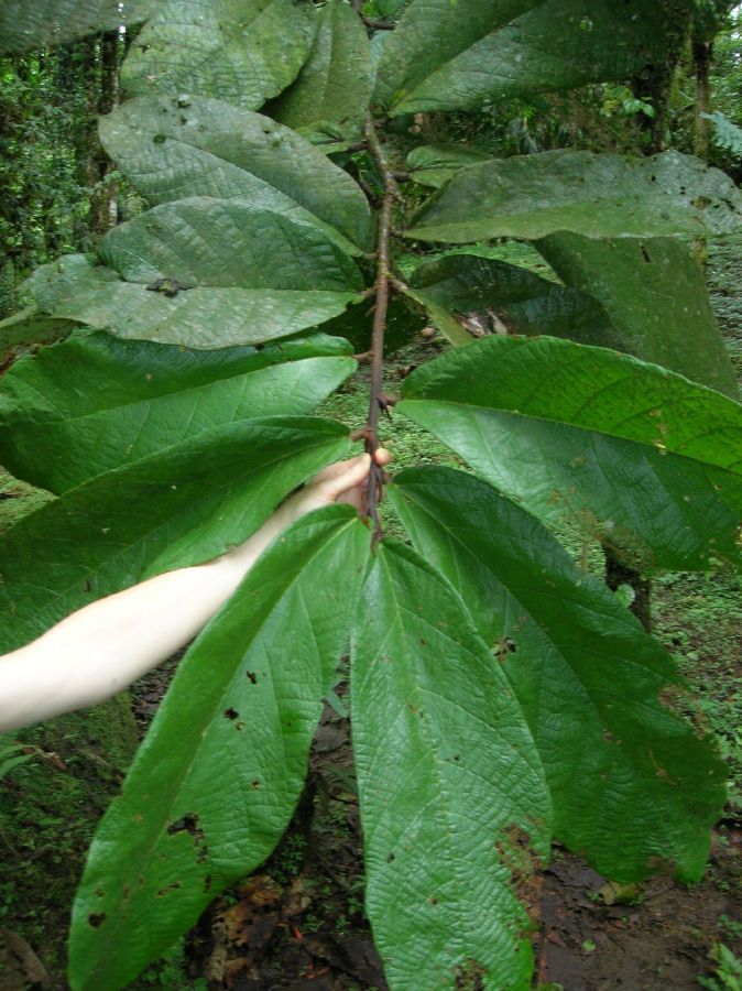 Byttneriaceae Theobroma 