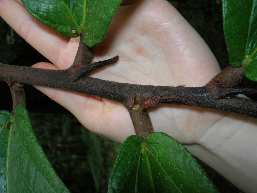 Byttneriaceae Theobroma 