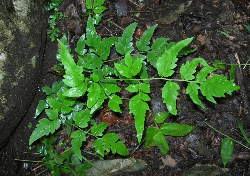 Pteridaceae Cheilanthes skinneri