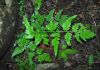 image of Cheilanthes skinneri