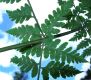 image of Dryopteris patula