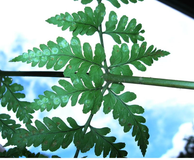 Dryopteridaceae Dryopteris patula