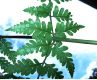 image of Dryopteris patula