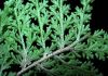 image of Selaginella pallescens