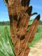 image of Acrostichum danaeifolium