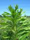 image of Acrostichum danaeifolium
