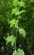 image of Sechium edule