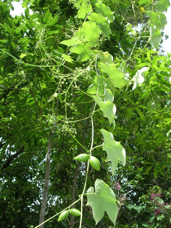 Cucurbitaceae Sechium edule