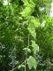 image of Sechium edule