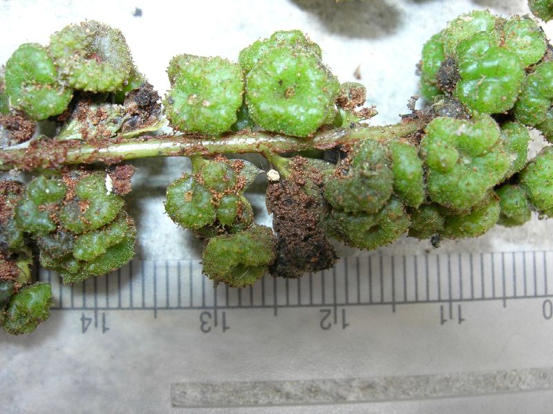 Dryopteridaceae Polystichum concinnum