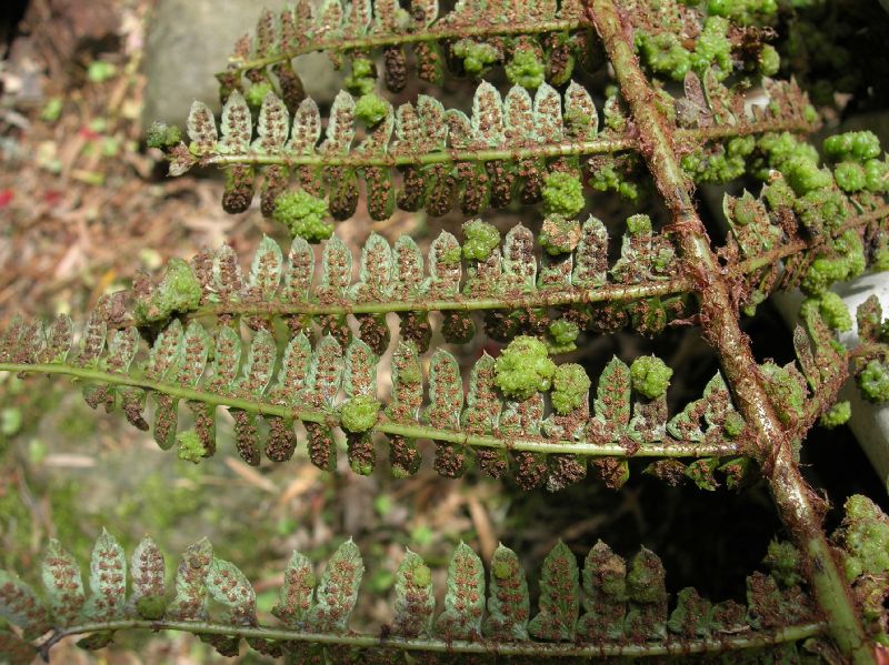 Dryopteridaceae Polystichum concinnum