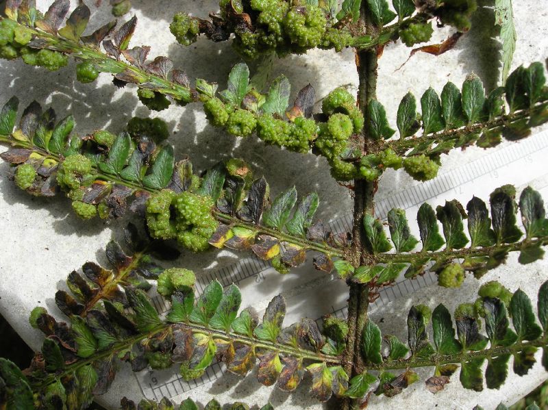 Dryopteridaceae Polystichum concinnum
