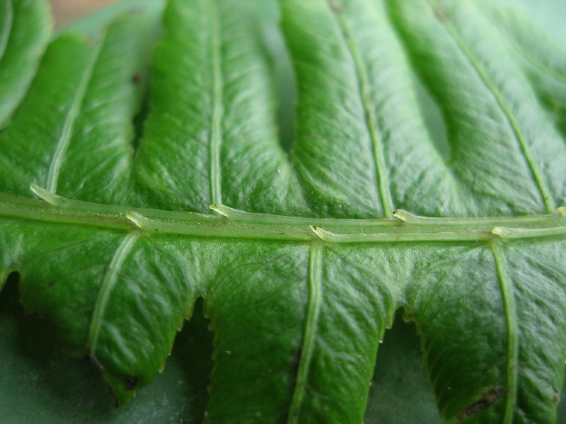 Athyriaceae Diplazium lindbergii