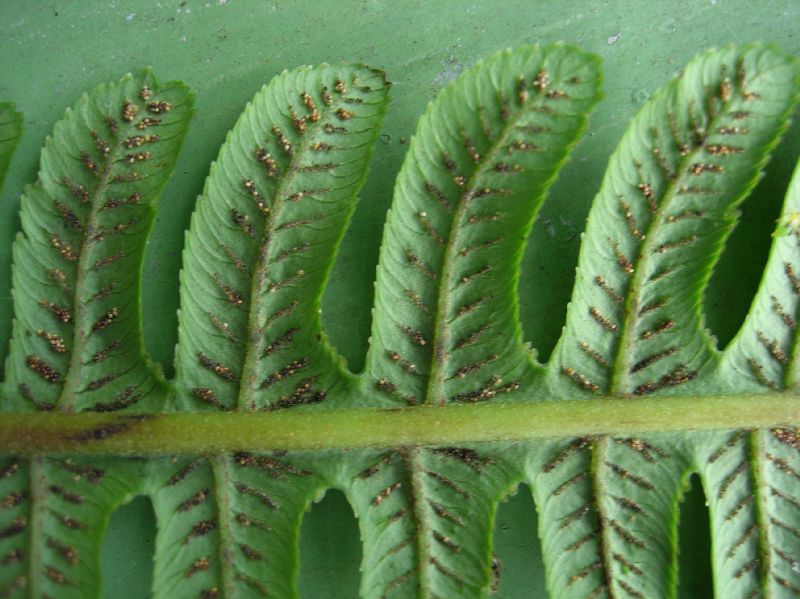 Athyriaceae Diplazium lindbergii