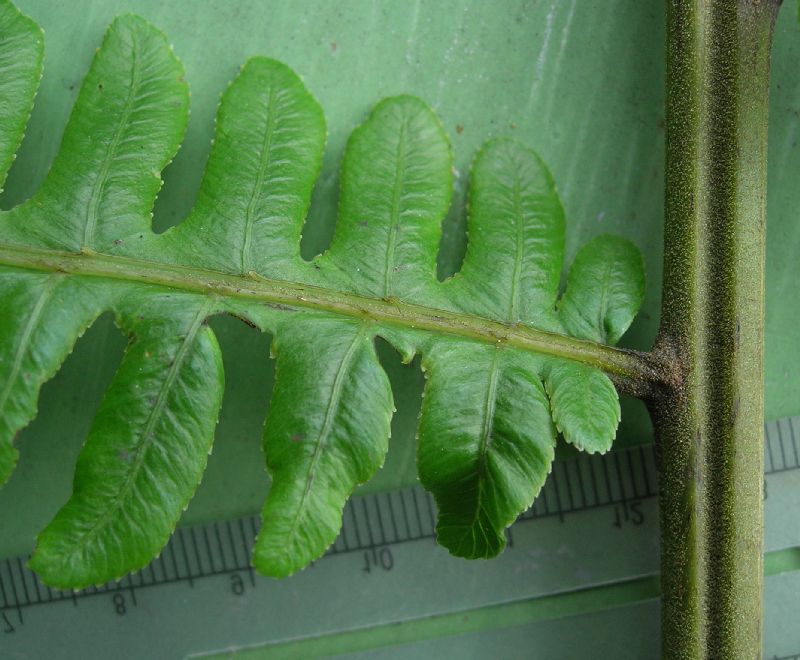 Athyriaceae Diplazium lindbergii