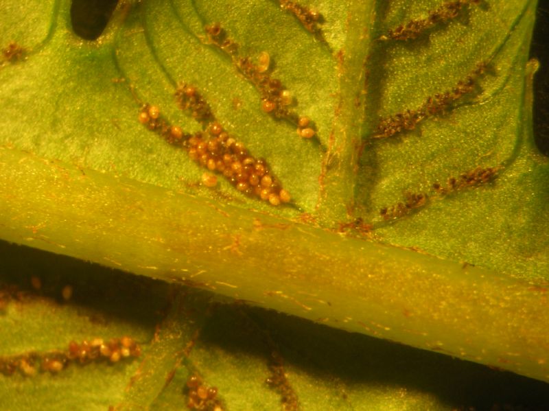 Athyriaceae Diplazium lindbergii