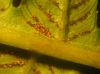 image of Diplazium lindbergii