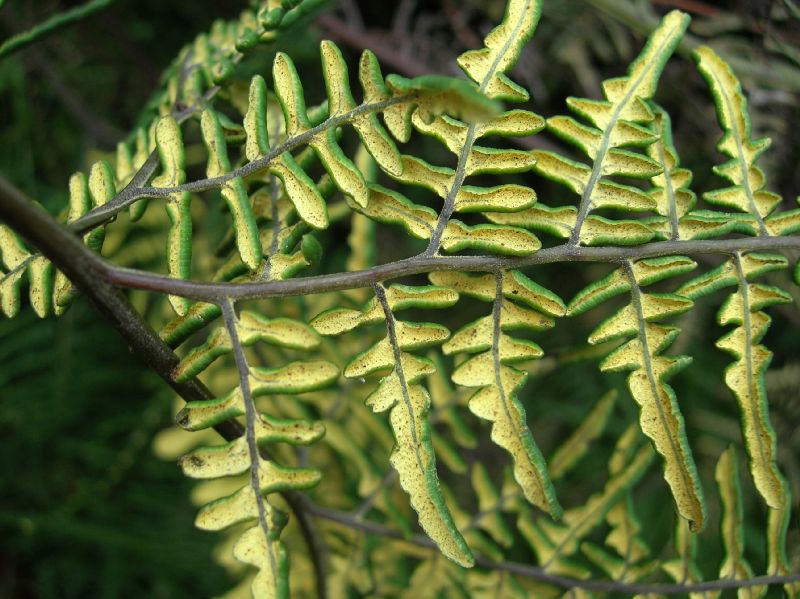 Pteridaceae Pityrogramma austroamericana