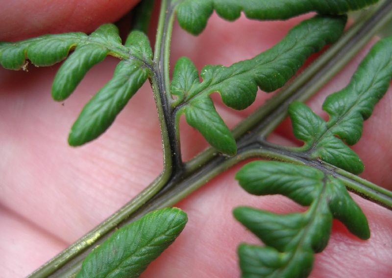 Pteridaceae Pityrogramma austroamericana