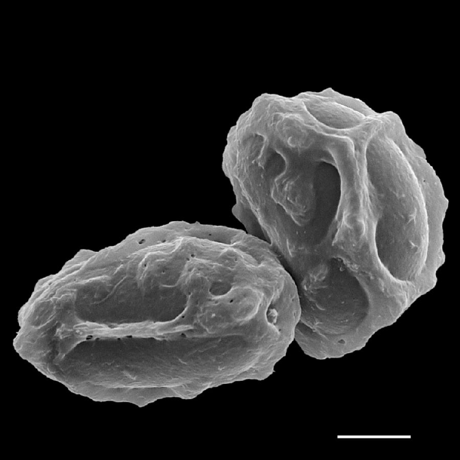 Aspleniaceae Asplenium truncorum