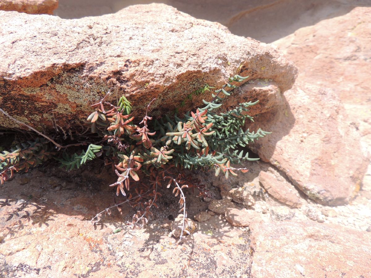 Pteridaceae Pellaea ternifolia
